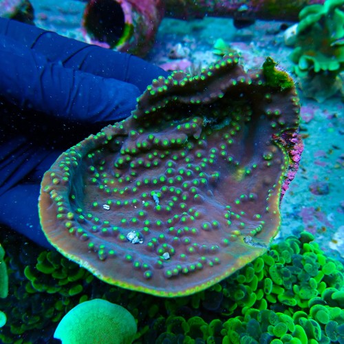 TURBINARIA PURPLE/GREEN L #3001042