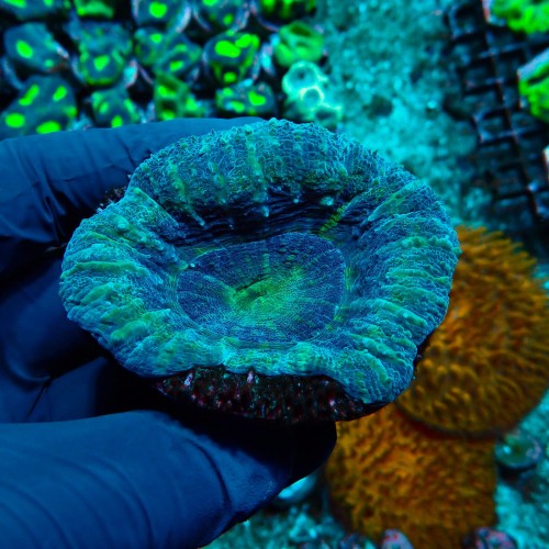 SCOLYMIA AUSTRALIS UFO L GRADE B #300155