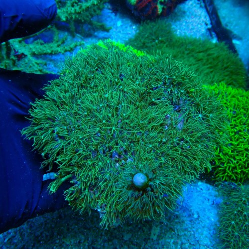 BRIAREUM GREEN L [8-10CM] #3001066