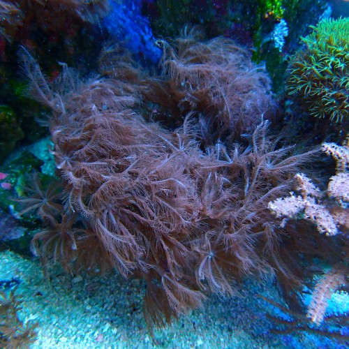 ANTHELIA PURPLE L [~10CM] #3001071
