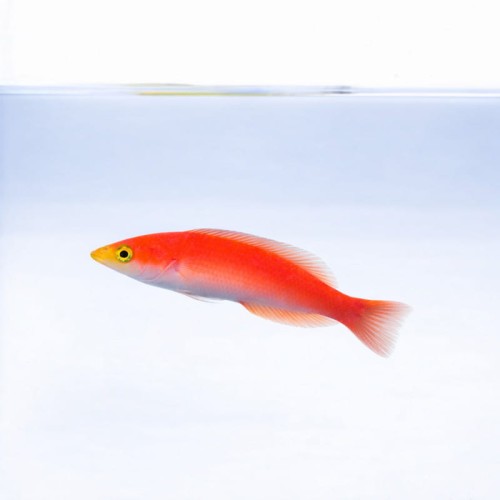 Pseudojuloides cerasinus.jpg