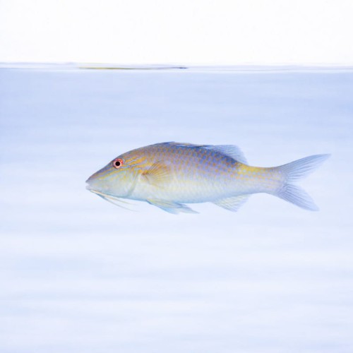 Parupeneus cyclostomus.jpg