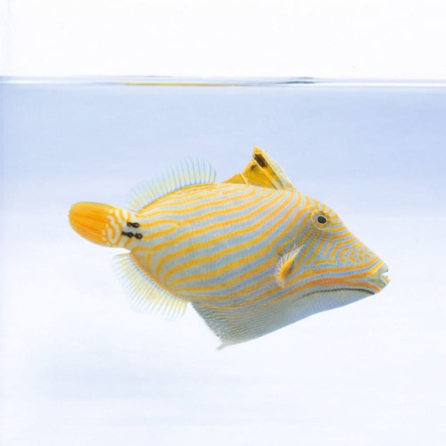 Balistapus undulatus.jpg