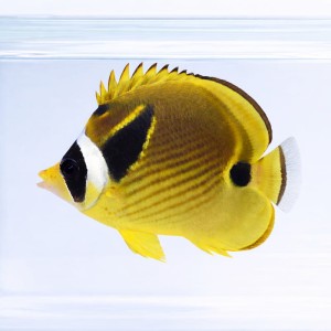 Chaetodon lunula (M)