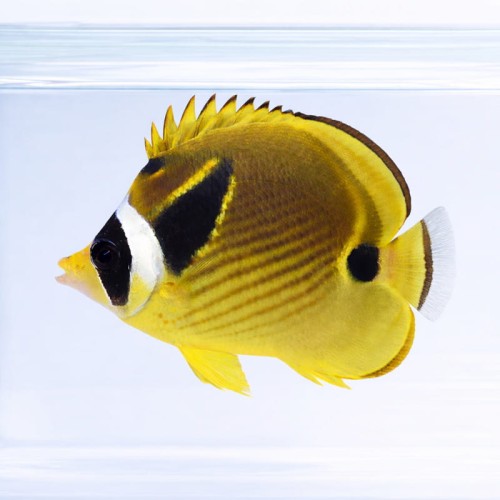 Chaetodon lunula.jpg