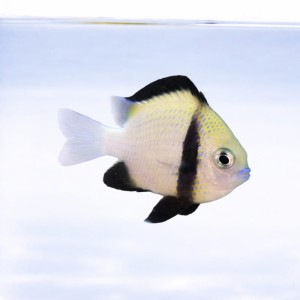 Dascyllus carneus (M) - garbik