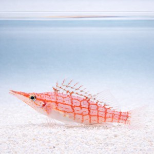 Oxycirrhites typus (S) - żagiewka długonosa