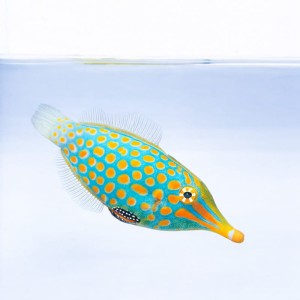 Oxymonacanthus longirostris - jednorożec dłogonosy