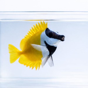 Siganus vulpinus (M) - borsuk