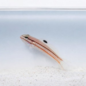 Valenciennea helsdingenii - babka kopiąca