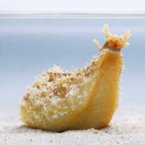 Dolabella auricularia.jpg