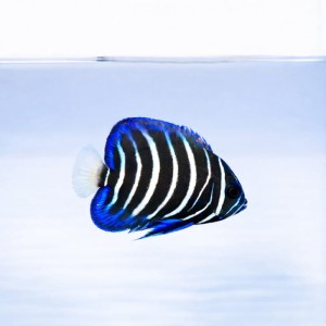 Pomacanthus sexstriatus (M)