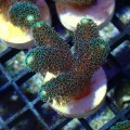 STYLOPHORA GREEN S MIX [~5CM] #1302040
