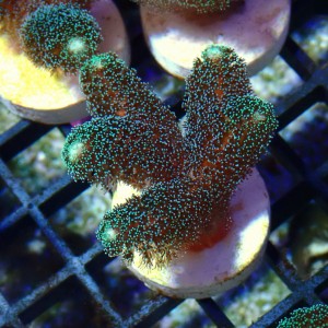 STYLOPHORA GREEN S MIX [~5CM] #1302040