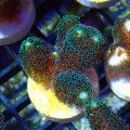 STYLOPHORA GREEN S MIX [~5CM] #1302040