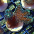 STYLOPHORA GREEN S MIX [~5CM] #1302040