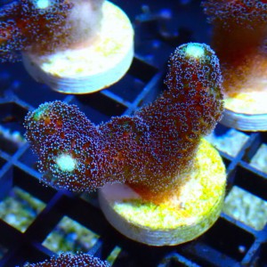 STYLOPHORA MILKA S MIX [~5CM] #1302041