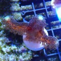 STYLOPHORA MILKA S MIX [~5CM] #1302041