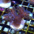 STYLOPHORA MILKA S MIX [~5CM] #1302041