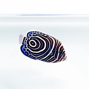 Pomacanthus imperator (M/L) - ustniczek cesarski