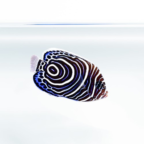 Pomacanthus imperator (M/L) - ustniczek cesarski