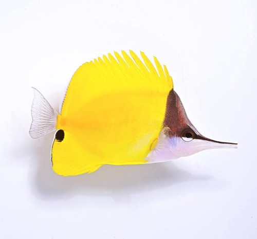 Forcipiger flavissimus (M/L) - pensetnik czarnogłowy