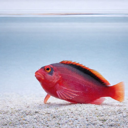 Neocirrhites armatus - żagiewka ognista