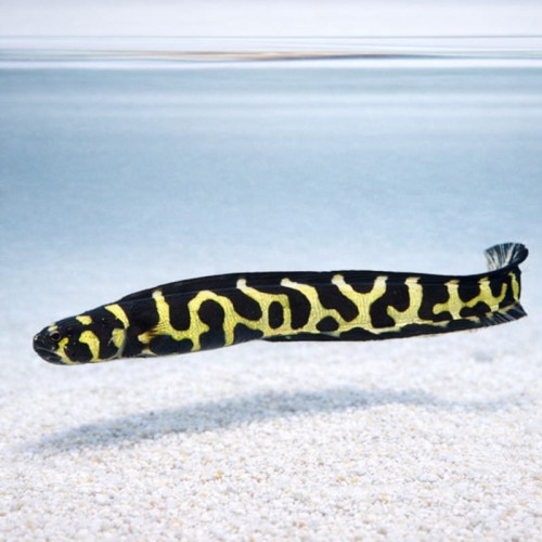 Pholidichthys leucotaenia (S) - babka inżynier, babka murena