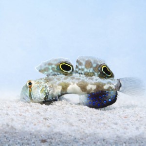 Signigobius biocellatus (M) - babka