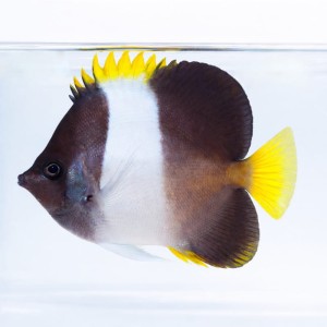 Hemitaurichthys zoster (M)