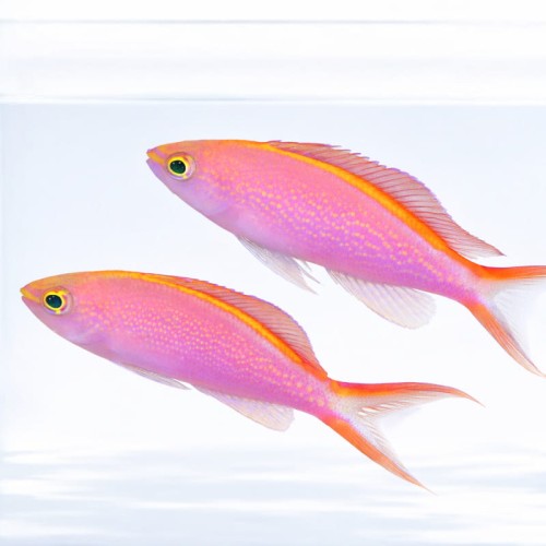 Pseudanthias smithvanizi