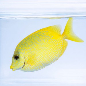 Siganus puelloides (M) - borsuk