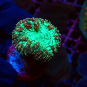 BLASTOMUSSA FLUO MINT [1P] MIX #2502001