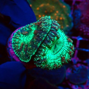 BLASTOMUSSA FLUO MINT [2P] MIX #2502002