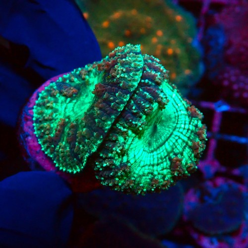 BLASTOMUSSA FLUO MINT [2P] MIX #2502002