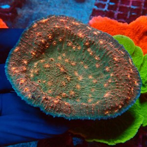 CHALICE ORANGE EYE L #2502008