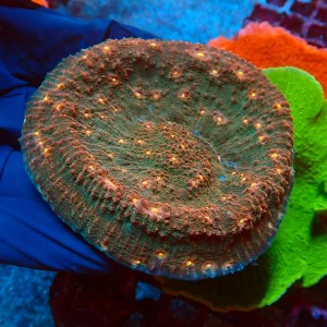 CHALICE ORANGE EYE L #2502009