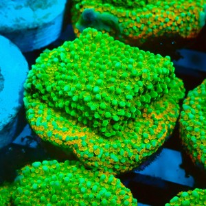 MONTIPORA RAINBOW GREEN S [~3CM] #2502056