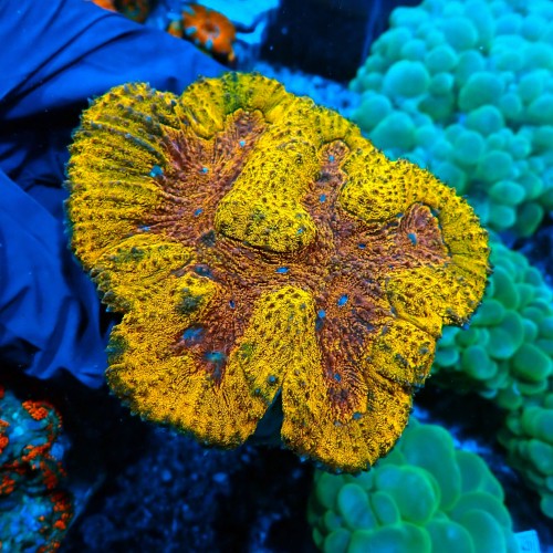 LOBOPHYLLIA ULTRA ORANGE/RED #0703068