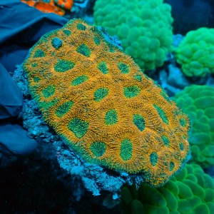 ACANTHASTREA ORANGE XL #0903001