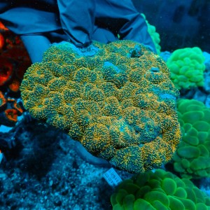 ACANTHASTREA ORANGE XL #0903002