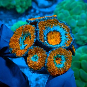 ACANTHASTREA ORANGE M [5P+] #0903019