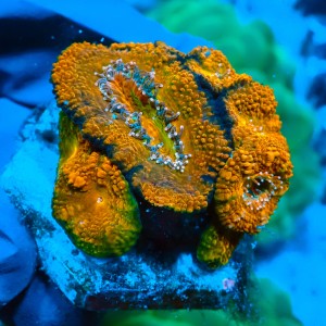 ACANTHASTREA ORANGE RAINBOW S/M [3P+] #0903022