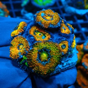 ACANTHASTREA ORANGE RAINBOW M/L [9P+] #0903035