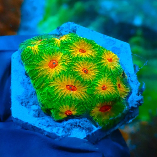 FAVIA FASCINATION FRAG M #0903042