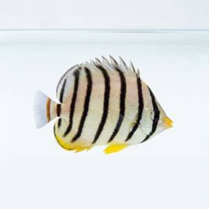 Chaetodon octofasciatus (M)