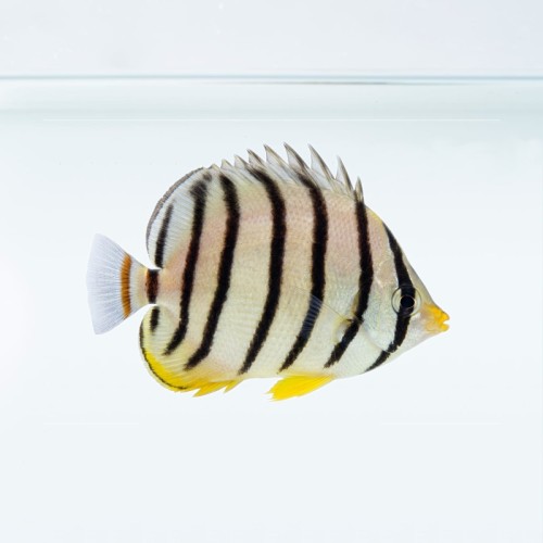 Chaetodon octofasciatus (M)