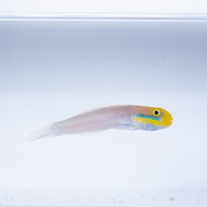 Valenciennea strigata (M) - babka błękitna - para