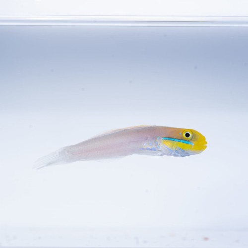 Valenciennea strigata (M) - babka błękitna - para