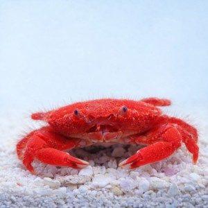 Neoliomera pubescens - strawberry crab - krab